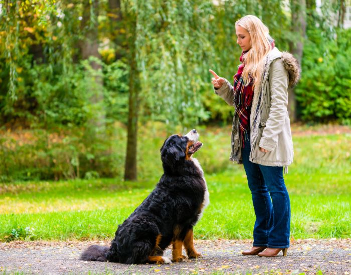 Odată ce câinele dvs. înțelege comanda verbală 'latră' sau 'voce', puteți folosi un gest. Un semnal de mână utilizat în mod obișnuit pentru "a da glas"